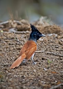 Female Indian Paradise Flycatcher with short tail and rufous plumage