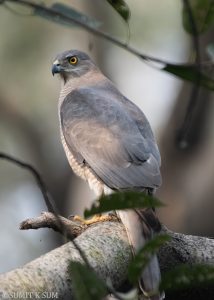 Shikra