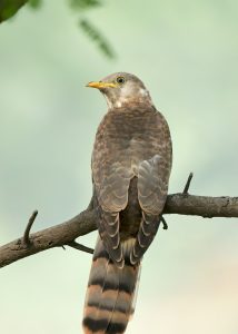 common hawk-cuckoo chick
