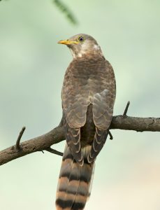 common hawk-cuckoo chick