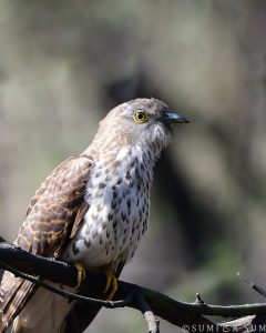 common hawk cuckoo bird
