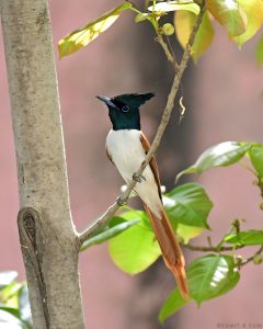 Indian Paradise Flycatcher with short tail and rufous plumage
