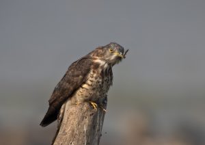 Common Hawk-cuckoo feeding