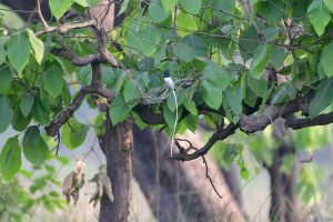 Male Indian Paradise Flycatcher