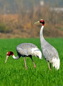 Sarus Crane pair in Indian wetland during monsoon