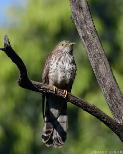 common hawk-cuckoo juvenile