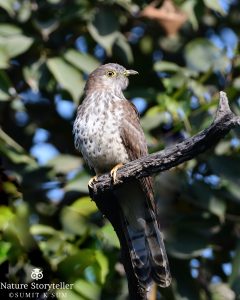 Brainfever bird