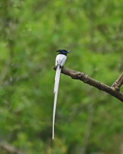 Male Indian Paradise Flycatcher with long white tail streamers
