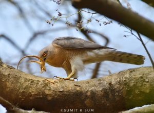 Shikra killing