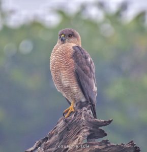 Shikra Bird