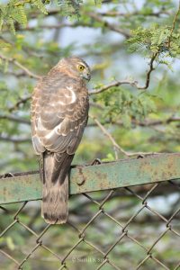 Shikra Raptor