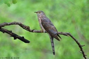 Common hawk-cuckoo bird
