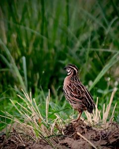 Rain Quail