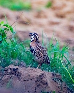 Rain Quail