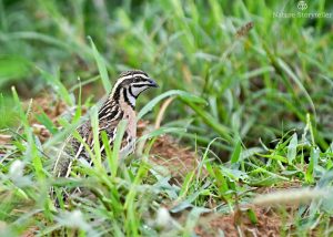 Rain Quail in Habitat