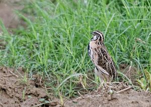 Rain Quail Calling