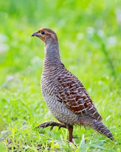 Grey Francolin running swiftly through dry grass with tail slightly raised