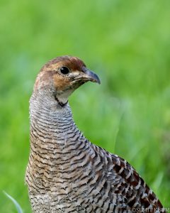 Grey Francolin (Francolinus pondicerianus) close-up showing sandy-brown plumage with fine barring