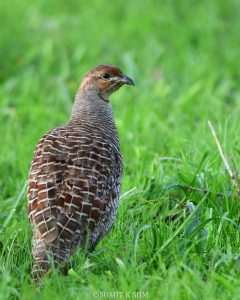 Grey Francolin standing in dry scrubland grass habitat in India