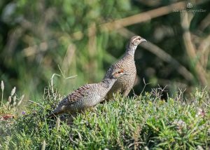 Pair of Grey Francolins foraging on farmland edge