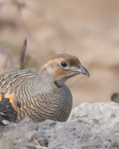 Grey Francolin calling with loud kik-ki-kik call during dawn
