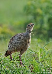 Grey Francolin feeding on grass seeds