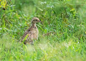Grey Francolin Chick