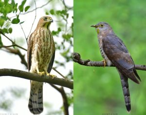 Difference between Shikra and Common Hawk-Cuckoo